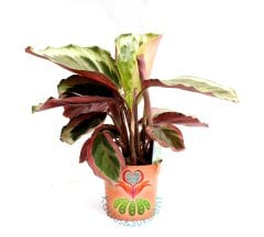 Calathea Medallion (Madalyon)-Büyük Yapraklı-Mükemmel Salon,Dua Çiçeği-10,5 cm Saksıda-30 cm Uzunluk