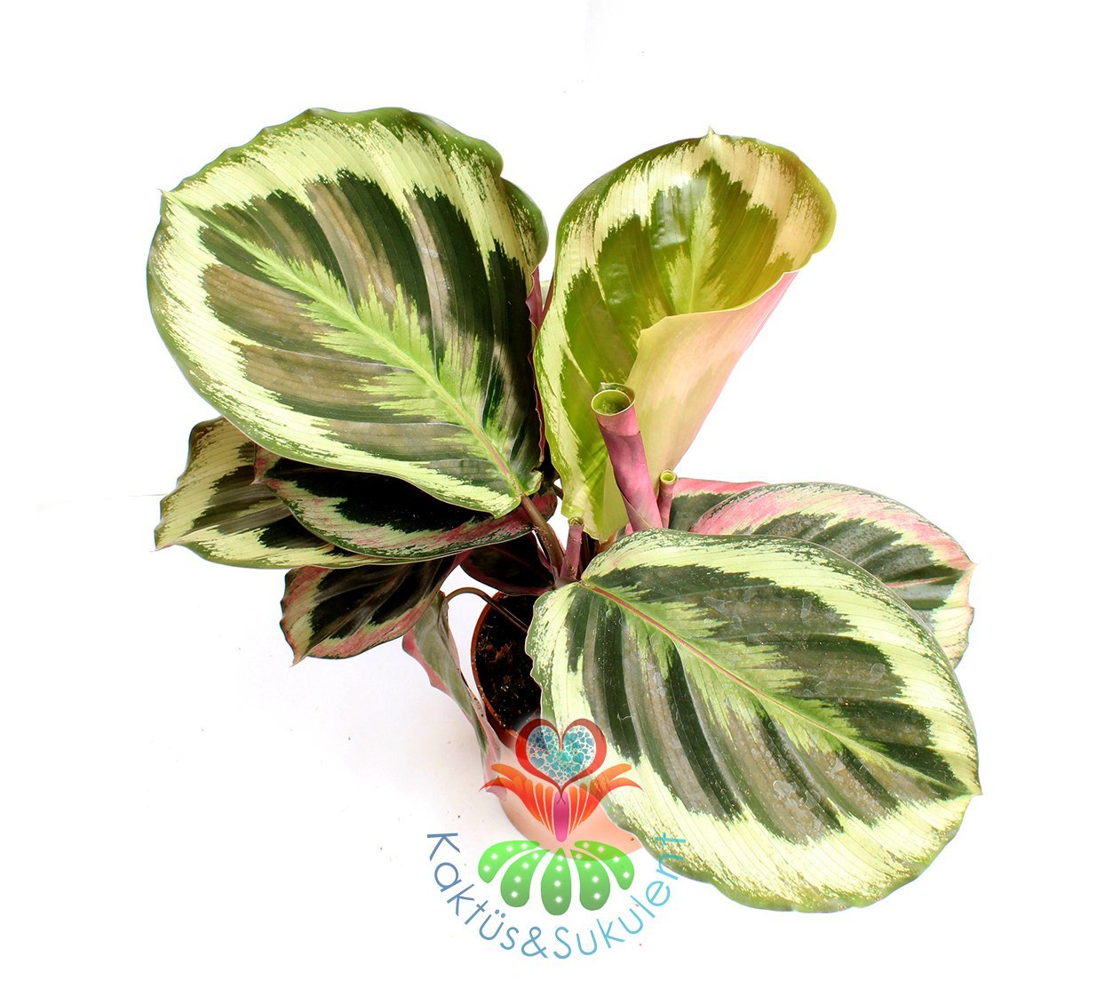 Calathea Medallion (Madalyon)-Büyük Yapraklı-Mükemmel Salon,Dua Çiçeği-10,5 cm Saksıda-30 cm Uzunluk