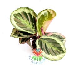 Calathea Medallion (Madalyon)-Büyük Yapraklı-Mükemmel Salon,Dua Çiçeği-10,5 cm Saksıda-30 cm Uzunluk