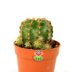Kaynana Topuzu Kaktüs-Echinopsis Oxygona 5,5 cm Saksıda