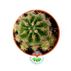 Kaynana Topuzu Kaktüs-Echinopsis Oxygona 5,5 cm Saksıda