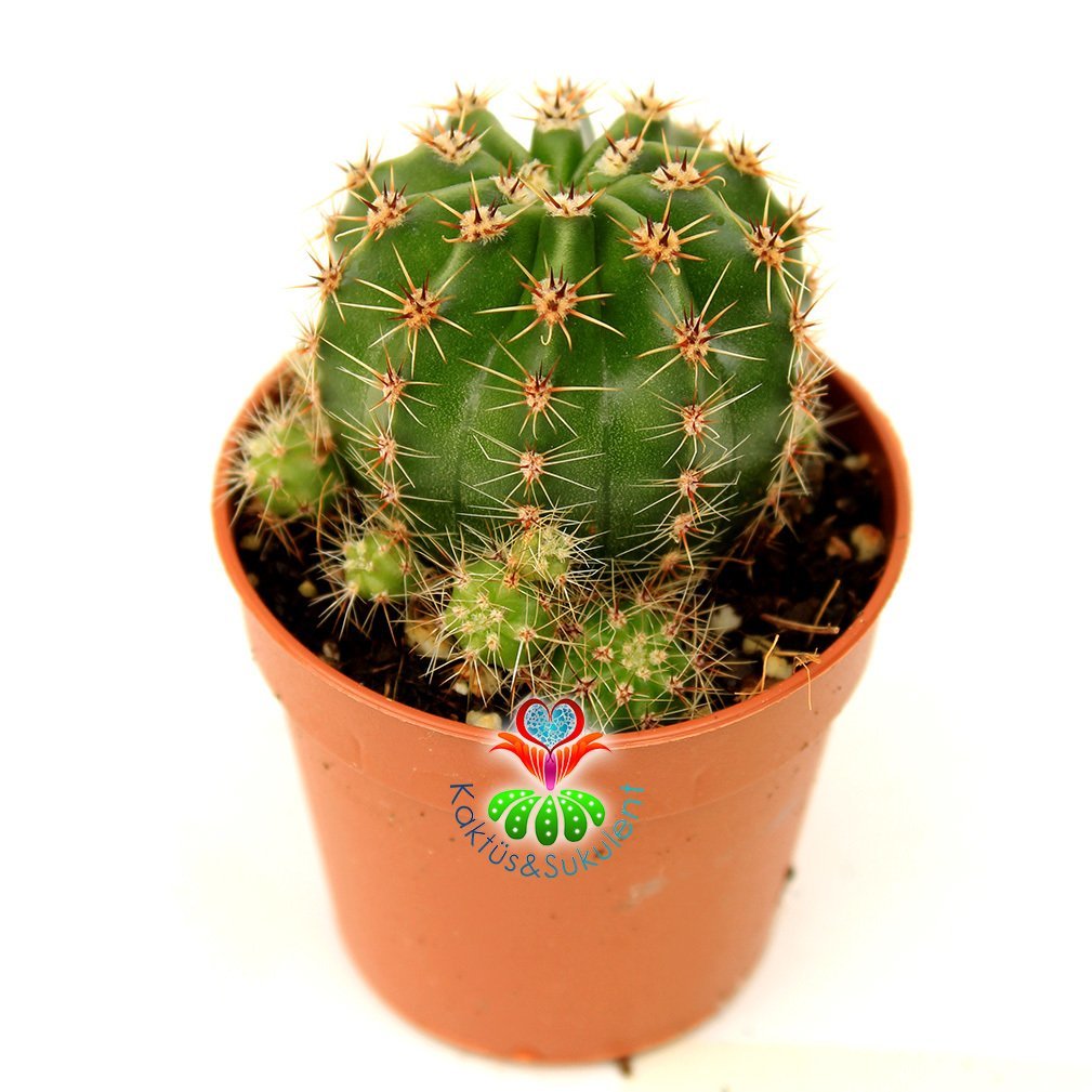 Kaynana Topuzu Kaktüs-Echinopsis Oxygona 5,5 cm Saksıda