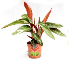 Calathea 'Triostar' -Sarı Kırmızı Yapraklı-Mükemmel Salon,Dua Çiçeği-10,5 cm Saksıda-30 cm Uzunluk