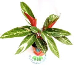 Calathea 'Triostar' -Sarı Kırmızı Yapraklı-Mükemmel Salon,Dua Çiçeği-10,5 cm Saksıda-30 cm Uzunluk