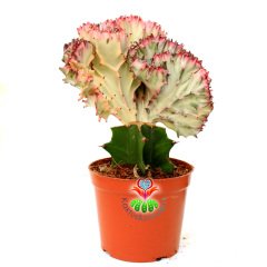 Renkli Beyin Kaktüs-Euphorbia Lactea Cristata-12 cm Saksıda