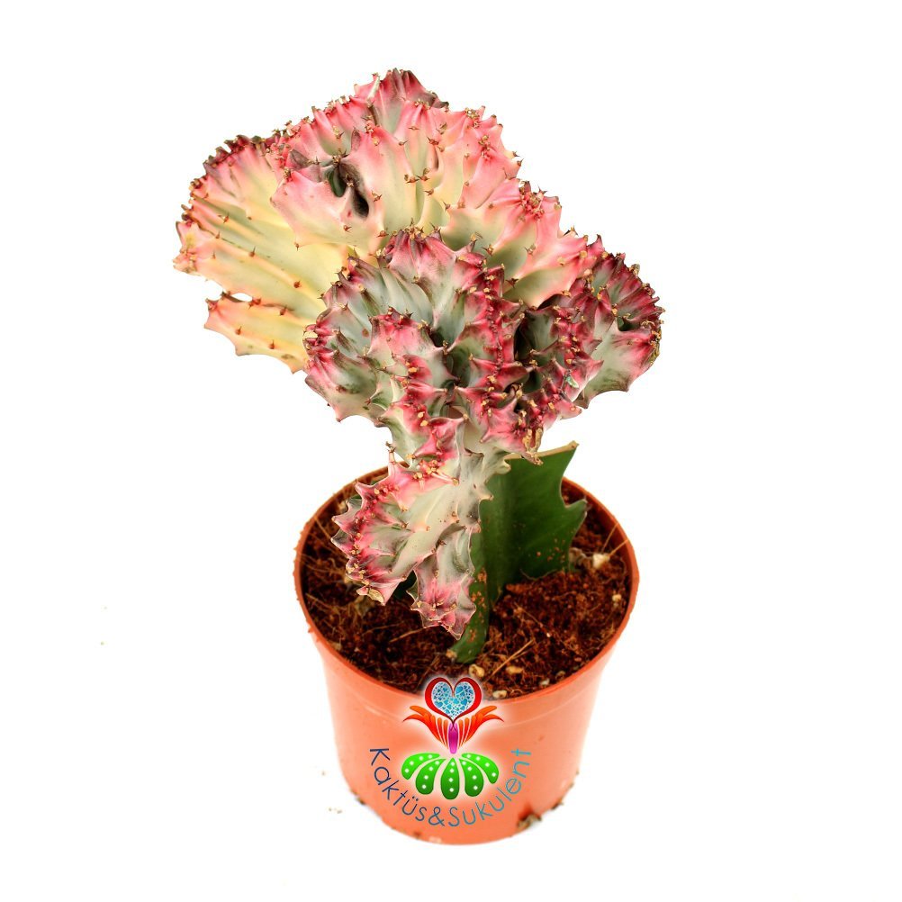 Renkli Beyin Kaktüs-Euphorbia Lactea Cristata-12 cm Saksıda