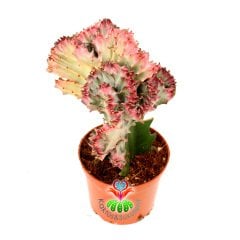 Renkli Beyin Kaktüs-Euphorbia Lactea Cristata-12 cm Saksıda