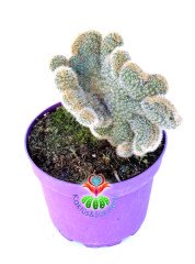 Cleistocactus Winteri forma Cristata-15 cm Saksıda Sıradışı Formlu Nadir Tür Kaktüs