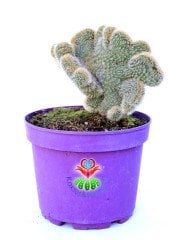Cleistocactus Winteri forma Cristata-15 cm Saksıda Sıradışı Formlu Nadir Tür Kaktüs