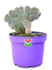 Cleistocactus Winteri forma Cristata-15 cm Saksıda Sıradışı Formlu Nadir Tür Kaktüs