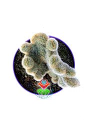 Cleistocactus Winteri forma Cristata-15 cm Saksıda Sıradışı Formlu Nadir Tür Kaktüs