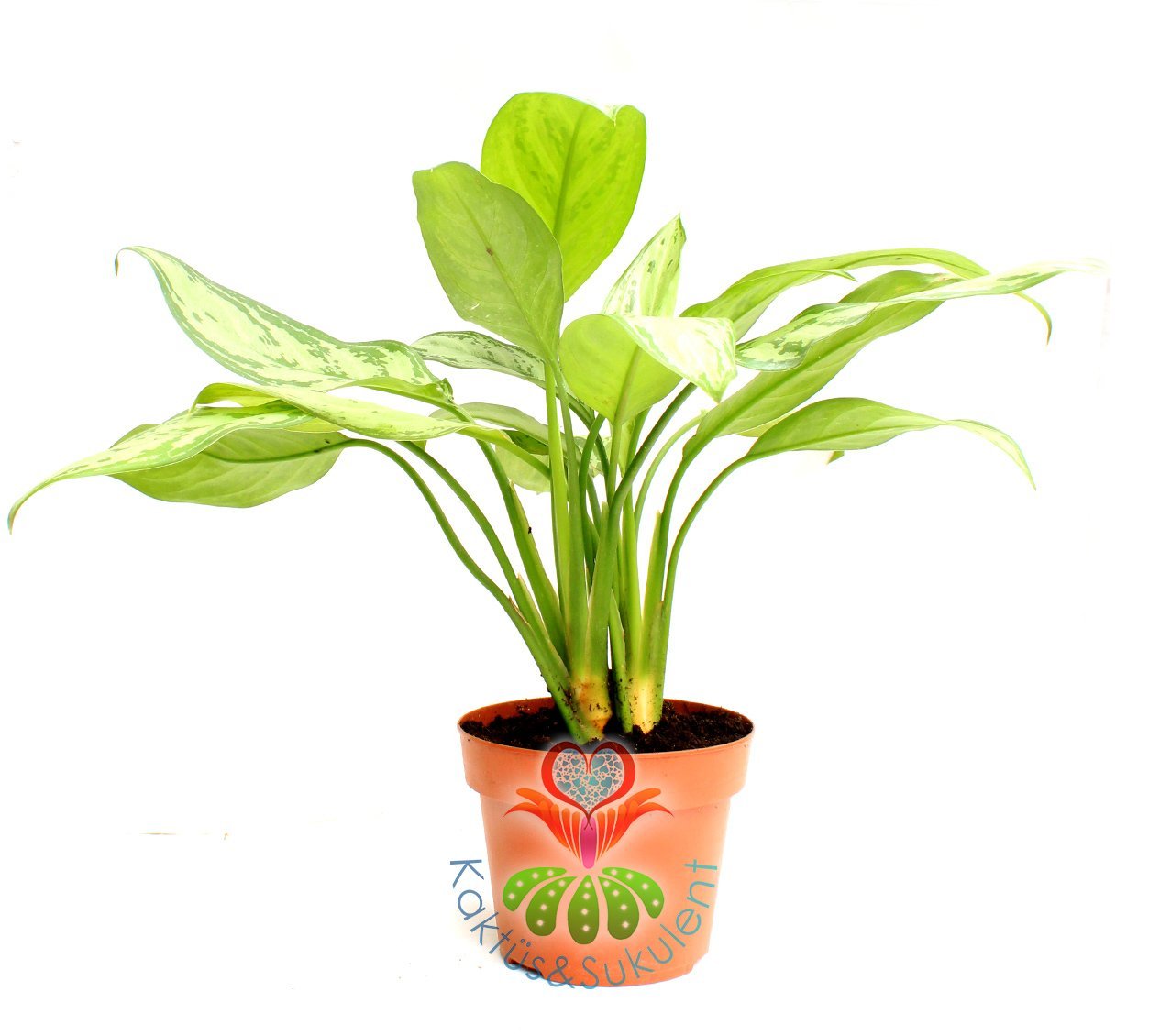 Calathea Leopardina -Açık Yeşil Yapraklı-Mükemmel Salon,Dua Çiçeği-10,5 cm Saksıda-30 cm Uzunluk