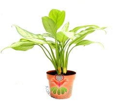 Calathea Leopardina -Açık Yeşil Yapraklı-Mükemmel Salon,Dua Çiçeği-10,5 cm Saksıda-30 cm Uzunluk