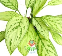 Calathea Leopardina -Açık Yeşil Yapraklı-Mükemmel Salon,Dua Çiçeği-10,5 cm Saksıda-30 cm Uzunluk