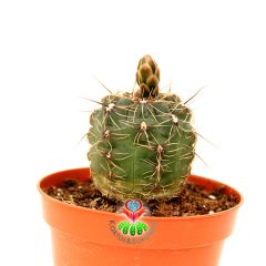 Gymnocalycium Baldianum-Tomurcuklu -8,5cm Saksıda