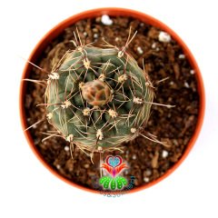 Gymnocalycium Baldianum-Tomurcuklu -8,5cm Saksıda