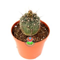 Gymnocalycium Baldianum-Tomurcuklu -8,5cm Saksıda