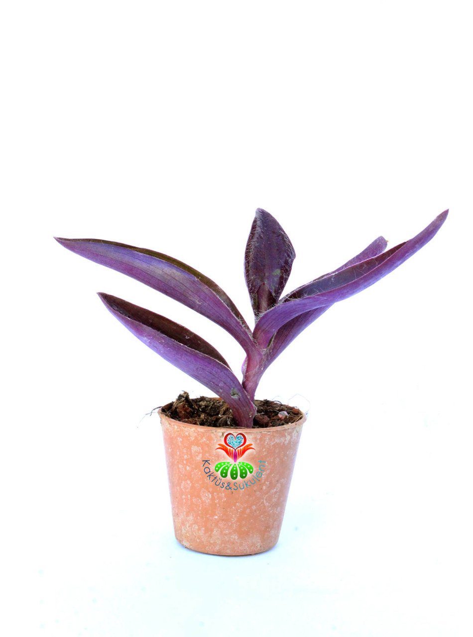 Mor Renk -Tradescantia Pallida Purple Passion -5,5 cm Saksıda