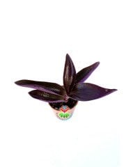 Mor Renk -Tradescantia Pallida Purple Passion -5,5 cm Saksıda