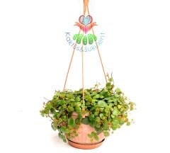 Chique Pilea Glauca Minik Yapraklı Sarkan 15 cm Sarkaç Saksıda-Bakımı Kolay