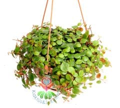 Chique Pilea Glauca Minik Yapraklı Sarkan 15 cm Sarkaç Saksıda-Bakımı Kolay