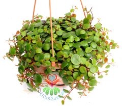 Chique Pilea Glauca Minik Yapraklı Sarkan 15 cm Sarkaç Saksıda-Bakımı Kolay