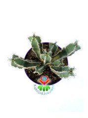 Euphorbia Cooperi 15 cm Saksılı Nadir Tür Kaktüs Çok Dallı Formda