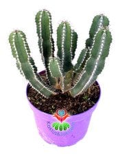 Euphorbia Cooperi 15 cm Saksılı Nadir Tür Kaktüs Çok Dallı Formda