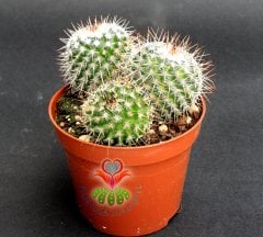 Mammillaria Spinosissima Rubrispina-Küçük Pembe Renk Çiçek Açar-5,5 cm saksıda-Teraryum