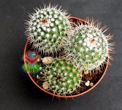 Mammillaria Spinosissima Rubrispina-Küçük Pembe Renk Çiçek Açar-5,5 cm saksıda-Teraryum