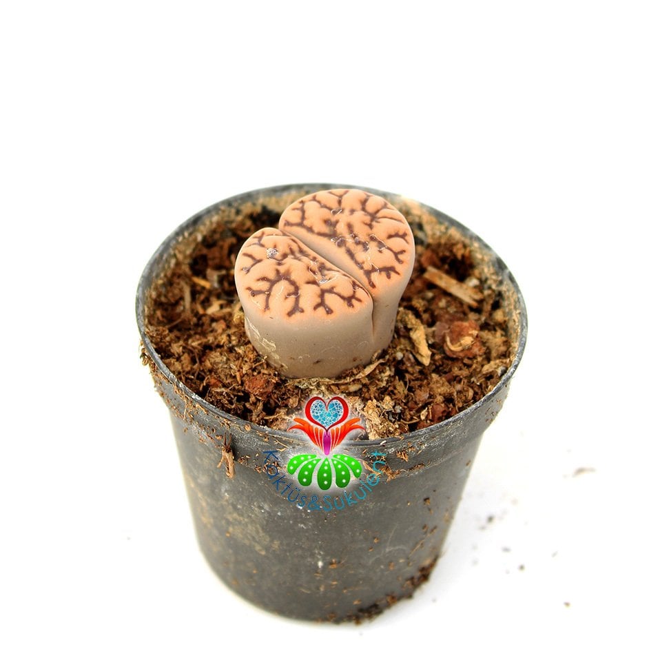Lithops Schwantesii - Beyaz Kahverengi Renk Taş Kaktüs-Yaşayan Taş