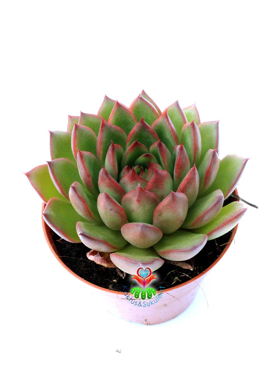 Echeveria Agavoides Wild Horse-Simetrik Yapraklı Sukulent-8,5 cm Saksıda