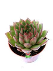 Echeveria Agavoides Wild Horse-Simetrik Yapraklı Sukulent-8,5 cm Saksıda
