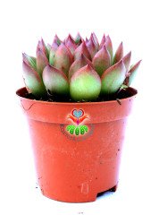 Echeveria Agavoides Wild Horse-Simetrik Yapraklı Sukulent-8,5 cm Saksıda