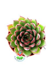 Echeveria Agavoides Wild Horse-Simetrik Yapraklı Sukulent-8,5 cm Saksıda