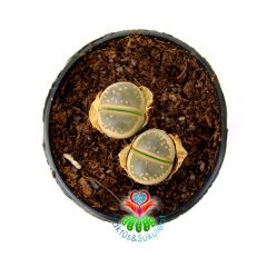 Lithops Olivacea -Mavi Yeşil Tonlarında Yaşayan Taş Kaktüs-İkili