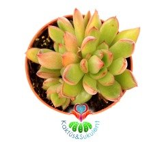 Echeveria Agavoides Miranda -Kızaran Yaprak Uçlu Sukulent-5,5 cm Saksıda