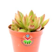 Echeveria Agavoides Miranda -Kızaran Yaprak Uçlu Sukulent-5,5 cm Saksıda