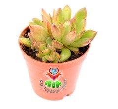 Echeveria Agavoides Miranda -Kızaran Yaprak Uçlu Sukulent-5,5 cm Saksıda