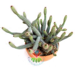 Euphorbia Baionensis -Dallı Form-17 cm Seramik Saksıda -Cactus,Sukulent