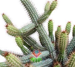 Euphorbia Baionensis -Dallı Form-17 cm Seramik Saksıda -Cactus,Sukulent