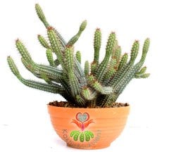 Euphorbia Baionensis -Dallı Form-17 cm Seramik Saksıda -Cactus,Sukulent