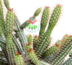 Euphorbia Baionensis -Dallı Form-17 cm Seramik Saksıda -Cactus,Sukulent