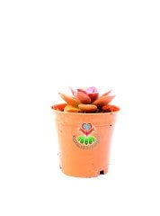 Echeveria 'Chroma' -Bordo Renk Özel Tür- 5,5 cm Saksıda