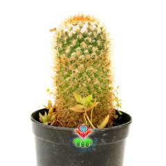 Mammillaria Flavicentra-Altın Renk Dikenli Kaktüs-8,5 cm Saksıda
