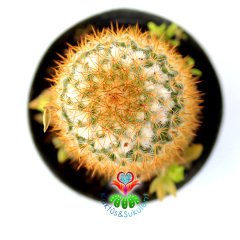Mammillaria Flavicentra-Altın Renk Dikenli Kaktüs-8,5 cm Saksıda