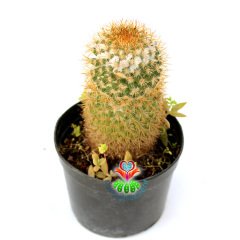 Mammillaria Flavicentra-Altın Renk Dikenli Kaktüs-8,5 cm Saksıda