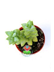 Crassula Rupestris- Simetrik Formlu Kat Kat Sukulent-5,5 cm Saksıda