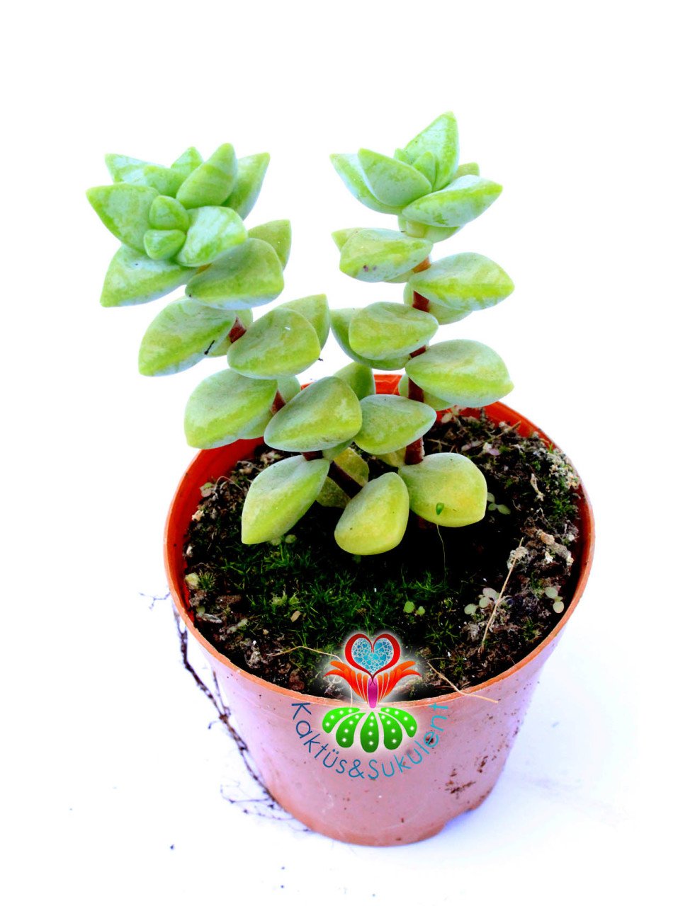 Crassula Rupestris- Simetrik Formlu Kat Kat Sukulent-5,5 cm Saksıda