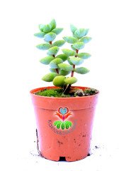 Crassula Rupestris- Simetrik Formlu Kat Kat Sukulent-5,5 cm Saksıda